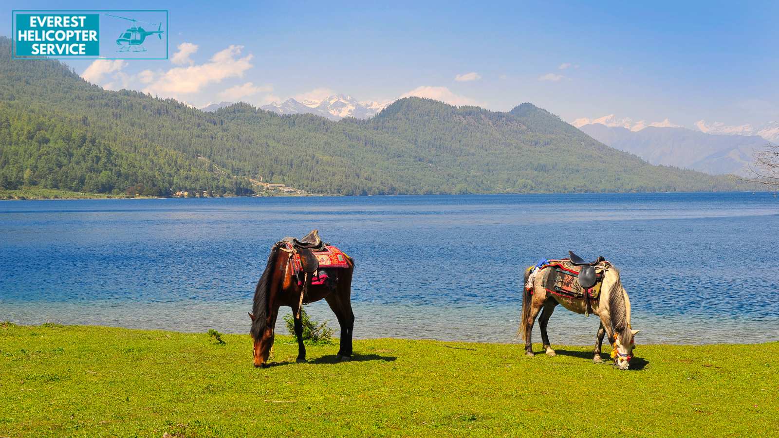 Horse enjoying  at Rara Lake